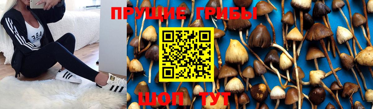 Псилоцибиновые грибы мицелий Салават